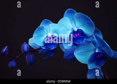 Blue Orchid con boccioli su sfondo nero Foto Stock