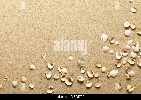 Conchiglie di mare sulla sabbia. Estate spiaggia sfondo. Vista superiore Foto Stock