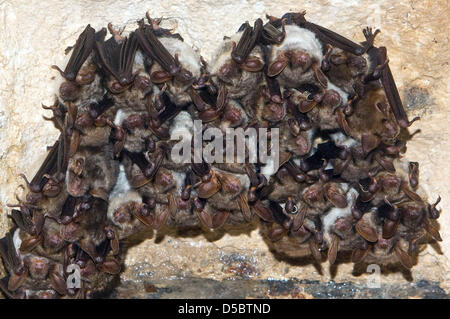 Circa 40 i pipistrelli, due di loro con anelli, appendere al soffitto della volta di una vecchia fabbrica di birra a Francoforte/Oder, Germania, 15 gennaio 2010. Dotati di lampade, scale, specchi e la scrittura di pad, conservazionisti di salire verso il basso nell'archivio di una vecchia fabbrica di birra l'anno. 1987 appena 150 animali sono state contate, ora il numero di pipistrelli che vi overwinter aumentato a circa 2.000. 12 diverse sp Foto Stock