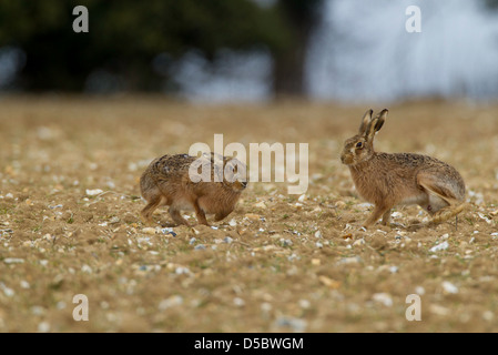 Lepus europaeus. Il pugilato lepri nel campo di Norfolk Foto Stock