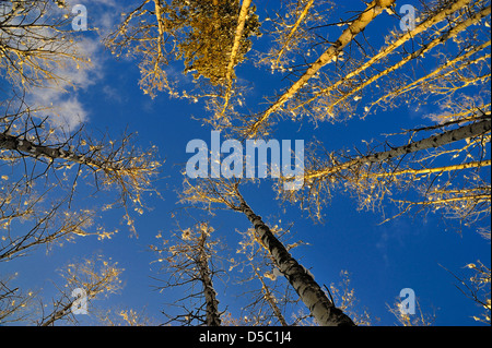 Aspen Tree Tops illuminato da caldi raggi dell'impostazione sole invernale Foto Stock