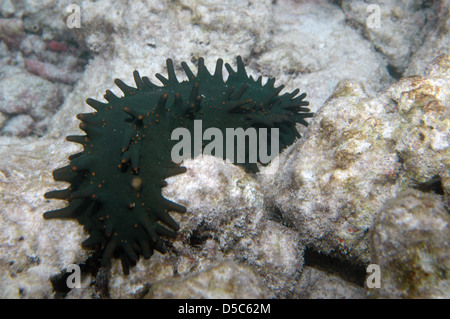 Cetriolo di mare Foto Stock