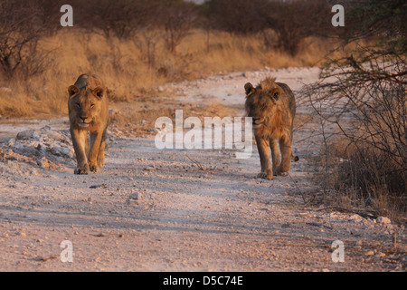 Due maschi giovani leoni nel Parco Nazionale di Etosha, Namibia, Sud Africa Foto Stock