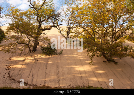 Nero alberi di quercia Monte Baldy DUNE INDIANA Dunes National Lakeshore PORTER sul lago Michigan INDIANA USA Foto Stock