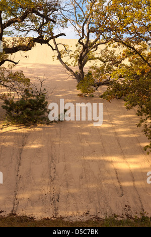 Nero alberi di quercia Monte Baldy DUNE INDIANA Dunes National Lakeshore PORTER sul lago Michigan INDIANA USA Foto Stock