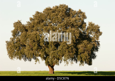 Maestoso albero di sughero da soli nel Alentejo paesaggio, Portogallo Foto Stock