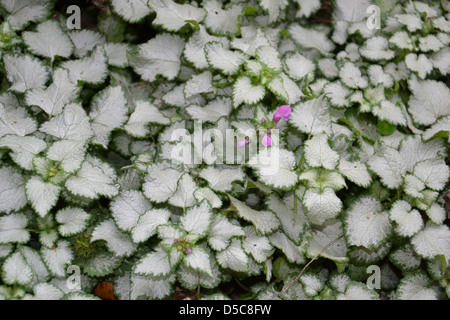 Foglie di Lamium maculatum "Faro Silver" Foto Stock