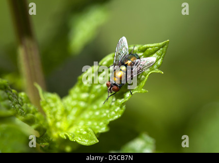 Mosca su un foglio Foto Stock