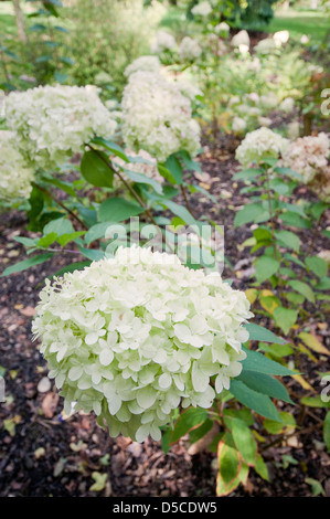 HYDRANGEA PANICULATA LIMELIGHT Foto Stock