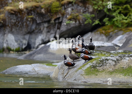 Arlecchino anatre, guadi terrore, a sud-est di Alaska. Foto Stock