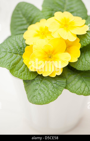 Di colore giallo brillante Primrose in una pentola Foto Stock