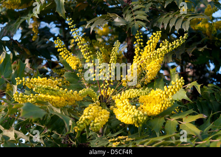 MAHONIA X MEDIA DELLA CARITÀ Foto Stock