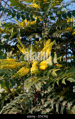 MAHONIA X MEDIA DELLA CARITÀ Foto Stock