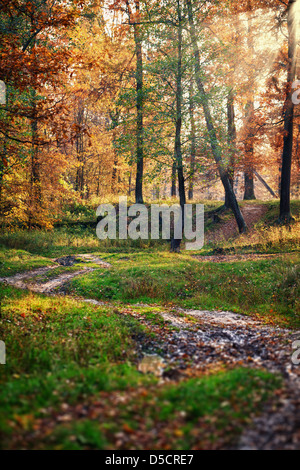 Mattina di sole nella bella autunnale di foresta di querce Foto Stock