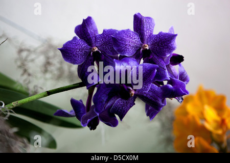 Phalaenopsis orchid fiori, petali, fioritura Foto Stock