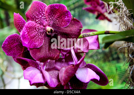 Phalaenopsis orchid fiori rossi Moth orchidee radici Foto Stock