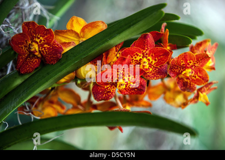 Phalaenopsis orchid fiori, petali, fioritura Foto Stock