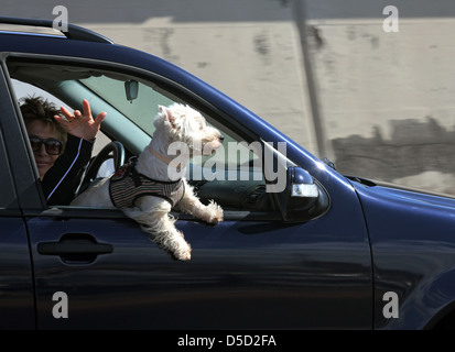 Santa Cruz de Tenerife, Spagna, durante il viaggio cane guarda fuori dalla finestra aperta di un automobile Foto Stock