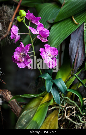 Fiori di orchidea, petali, fioritura Foto Stock