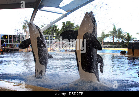 Puerto de la Cruz, Spagna, orcas mostrano nel Loro Parque Loro Kunststuecke Foto Stock