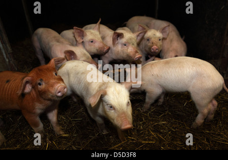 Villaggio splendente, Germania, Biofleischproduktion, di suinetti in una penna Foto Stock