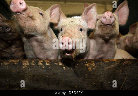 Villaggio splendente, Germania, Biofleischproduktion, porcellino guardano con curiosità il visualizzatore Foto Stock
