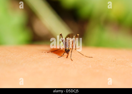 Bevande di zanzara di sangue umano su sfondo verde Foto Stock