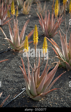 La Oliva, in Spagna, in campo con la fioritura di Aloe vera piante sulle Isole Canarie di Fuerteventura Foto Stock