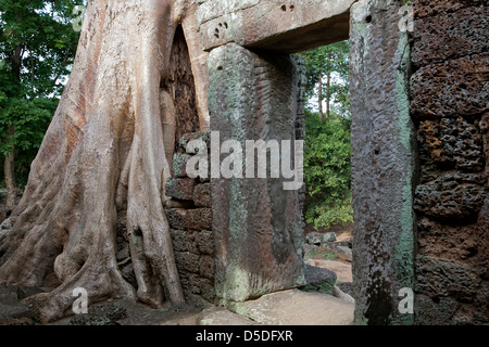 Seta-cotton tree radici. Il Banteay Kdei tempio. Angkor. Cambogia Foto Stock