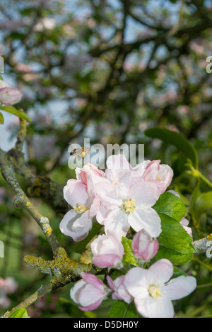 Il miele delle api in bilico su blossom con piena cesti di polline Foto Stock