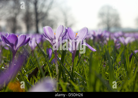 Duesseldorf, Germania, Duesseldorf Krokusbluete, fioritura Kroskusse dal Rheinpark Foto Stock