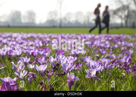 Duesseldorf, Germania, Duesseldorf Krokusbluete, fioritura Kroskusse dal Rheinpark Foto Stock
