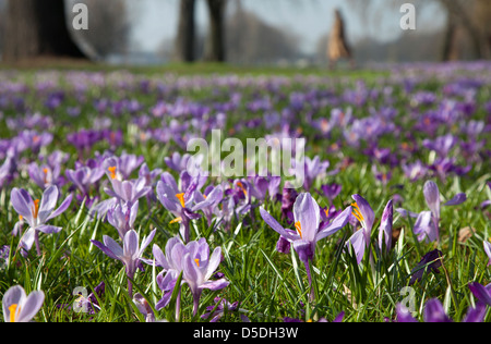 Duesseldorf, Germania, Duesseldorf Krokusbluete, fioritura Kroskusse dal Rheinpark Foto Stock