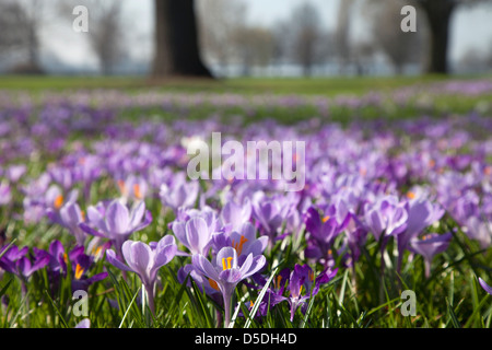 Duesseldorf, Germania, Duesseldorf Krokusbluete, fioritura Kroskusse dal Rheinpark Foto Stock