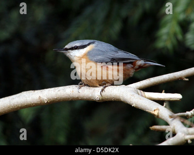 Picchio muratore europeo (Sitta europaea) appollaiate su un ramo in inverno Foto Stock