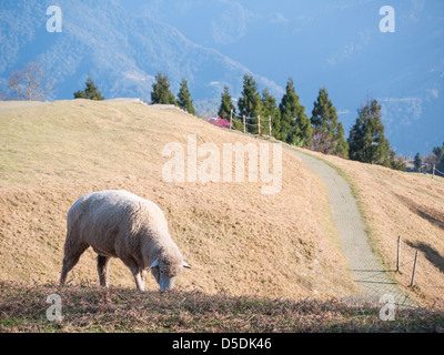 Un po' di pecore al pascolo sul prato Foto Stock