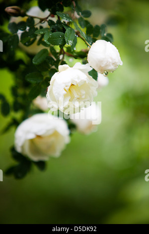 Close up white rose selvatiche dopo la pioggia Foto Stock
