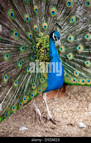 Peacock visualizzando il suo piumaggio, Geithus, Norvegia, Europa Foto Stock