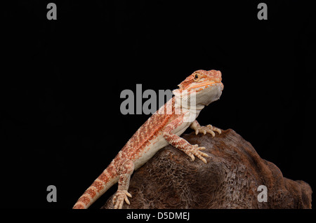 Giovane e bella fase rosso barbuto dragon (Pogona vitticeps) Foto Stock