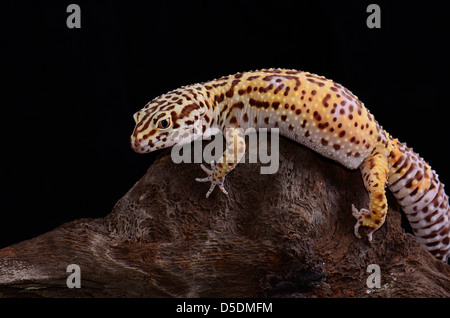 Bella femmina adulta Bell albino leopard gecko (Eublepharis macularius) come il PET Foto Stock