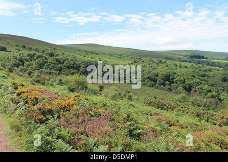 Exmoor paesaggio guardando verso Dunkery Beacon Foto Stock
