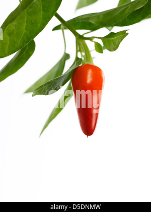 Peperoncino crescente sullo stelo Foto Stock