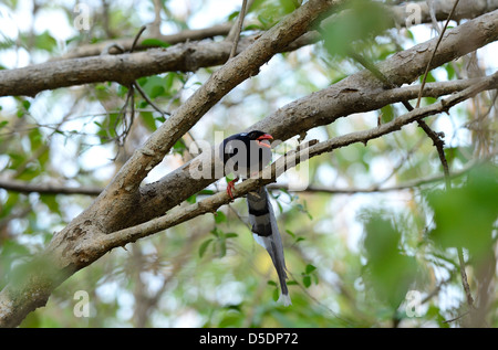 Bel rosso-blu fatturati Gazza (Urocissa erythrorhyncha) a Huay Kha Khaeng Wildlife Sanctuary,Thaland Foto Stock