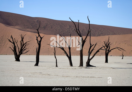 Deadvlei Sossusvlei Foto Stock