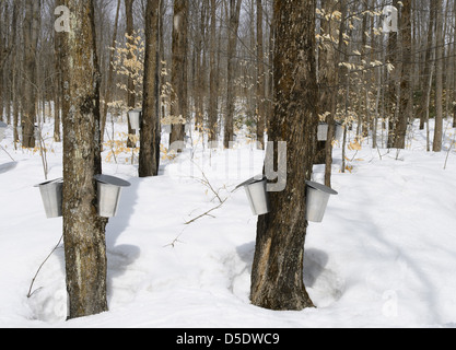 La primavera, sciroppo d'acero stagione. Benne su alberi per la raccolta di maple SAP. Foto Stock