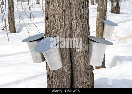 Secchi di metallo sugli alberi per la raccolta di SAP per produrre lo sciroppo d'acero. Foto Stock