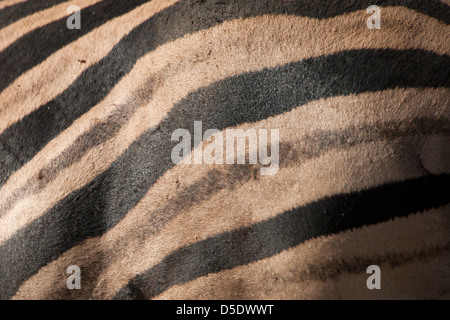 Dettaglio della pelle di un comune , pianure o Burchell's Zebra (Equus quagga burchellii) Foto Stock