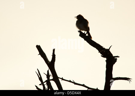 Una silhouette di un piccolo uccello Cisticolas seduto su un ramo di albero (Cisticola spp) Foto Stock