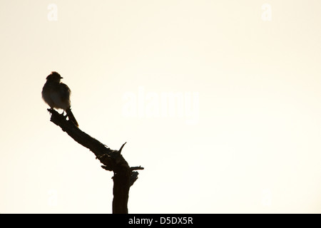 Una silhouette di un piccolo uccello Cisticolas seduto su un ramo di albero (Cisticola spp) Foto Stock