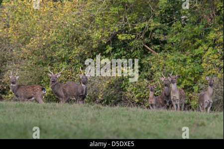 Allevamento di cervi sika, Cervus nippon durante il Rut. Regno Unito Foto Stock